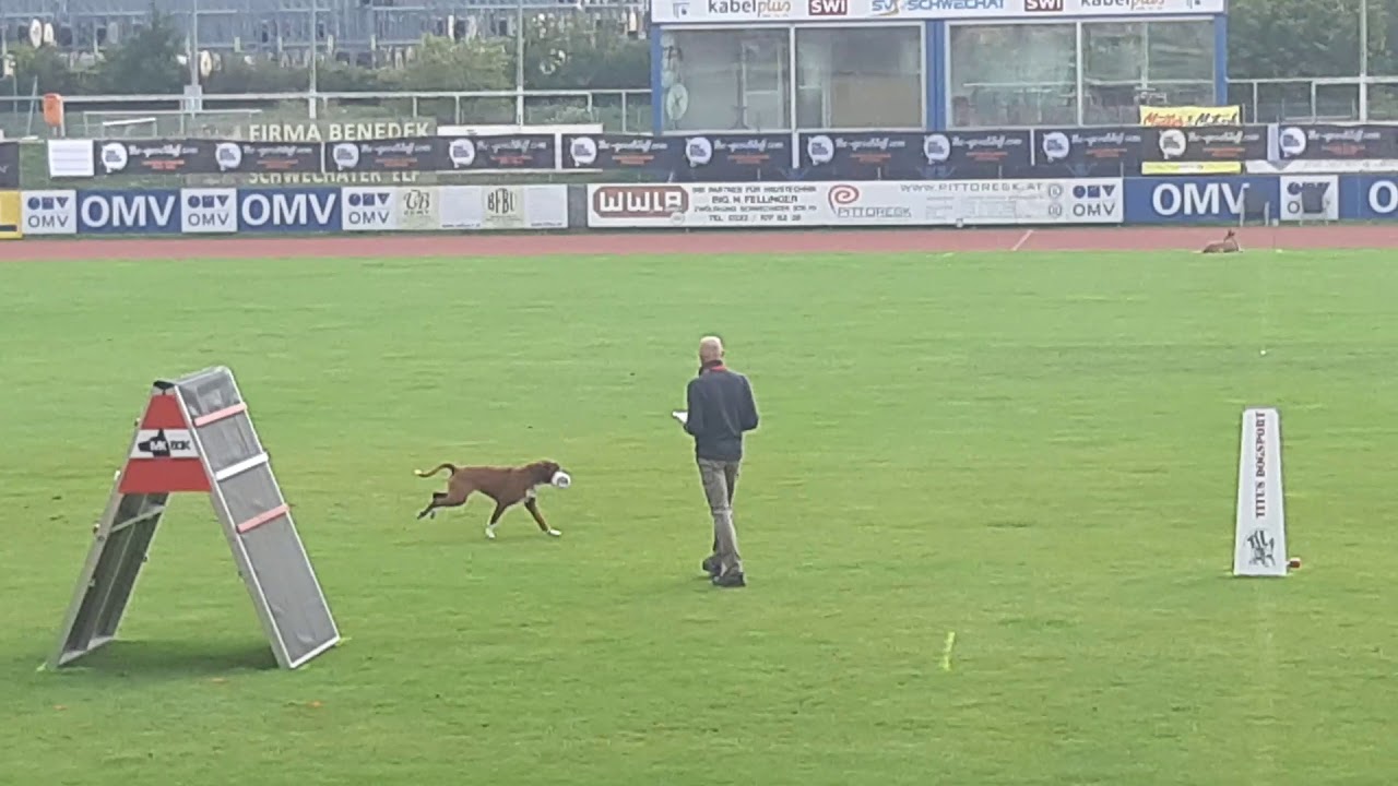 Boxer obiedience work at WM IGP 2019