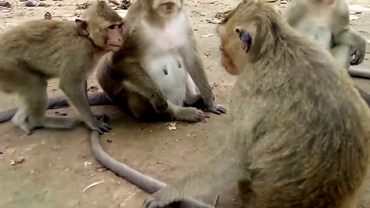 BIG Baby Monkey Cry Loudly Cos Mum ST633 Mono Monkey