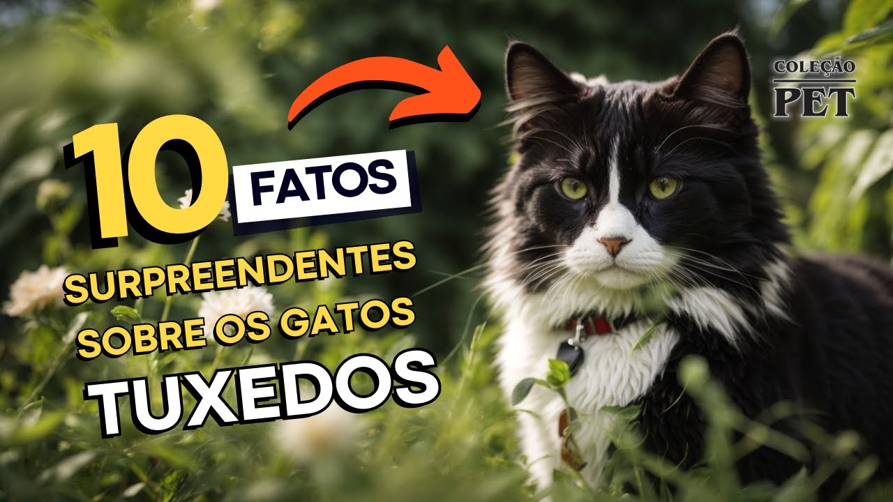 10 fatos SURPREENDENTES sobre os gatos TUXEDO