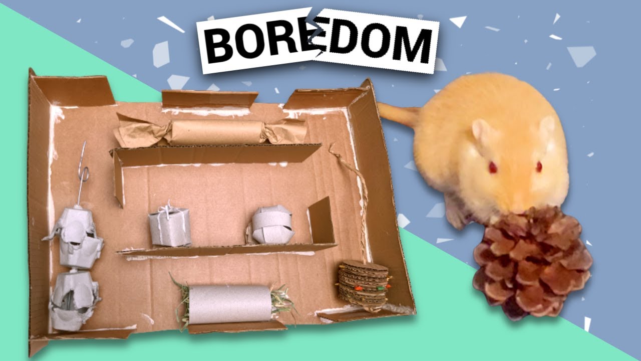 DIY Boredom Breakers for Gerbils