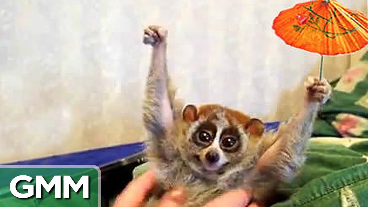 Slowest Animals on Earth