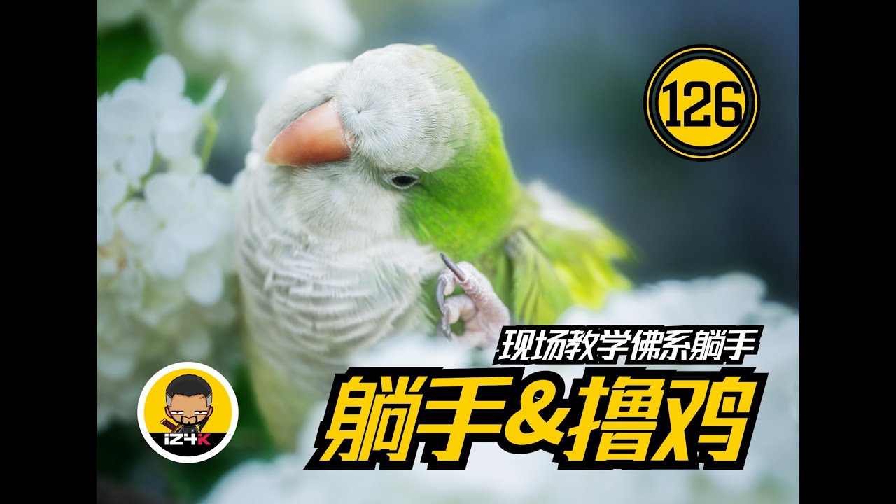 不让撸？不躺手？不存在【#126】手养鹦鹉【日常】大家都想要的撸鸡躺手，这里给备好了~