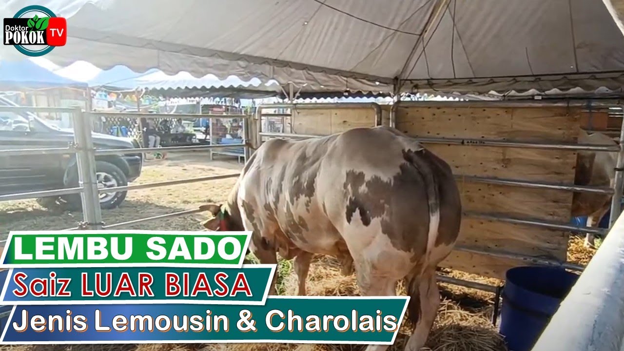 [ Haiwan ] Lembu SADO Jenis Lemousin & Charolais I Betul2 SADO | Memang Betul2 SADO