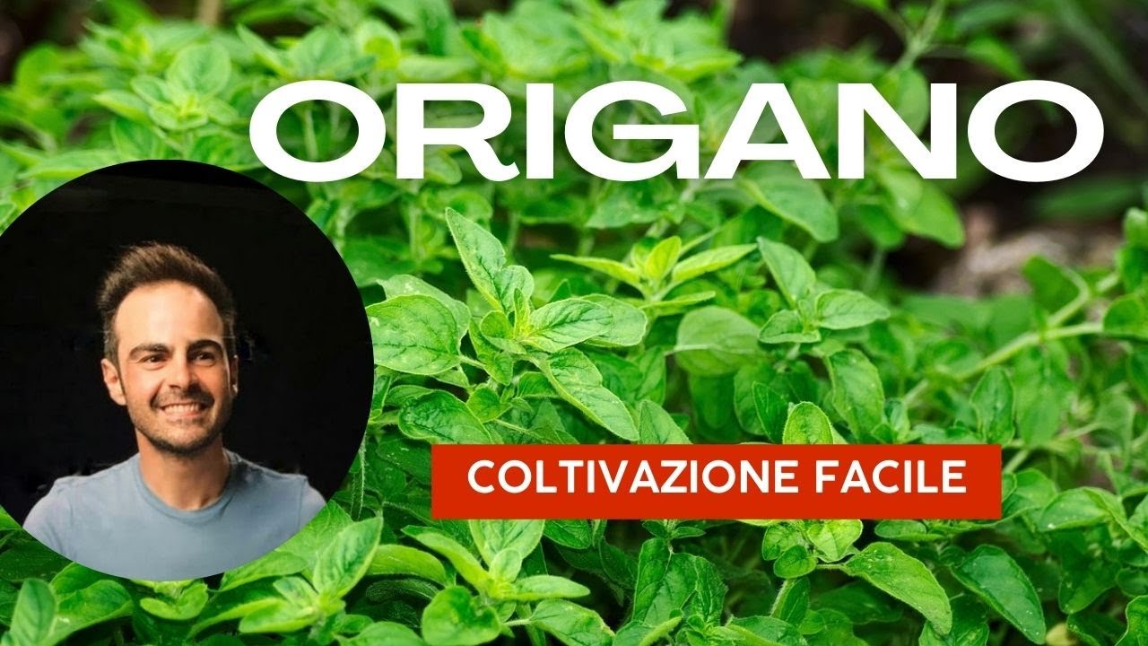 Origano in Vaso: La Soluzione Ideale per Chi Ha Poco Spazio