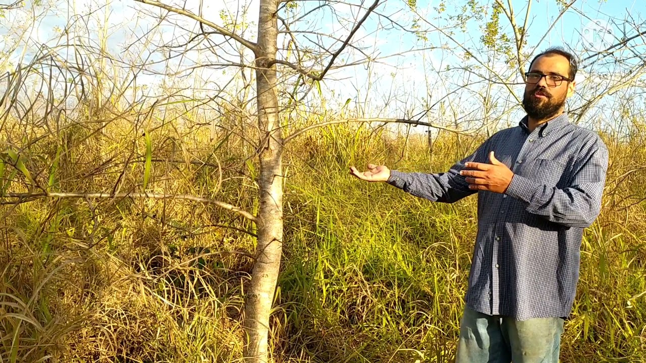 Plantio de Aroeira 3 (Myracroduon urundeuva), atualização 4,5 anos.