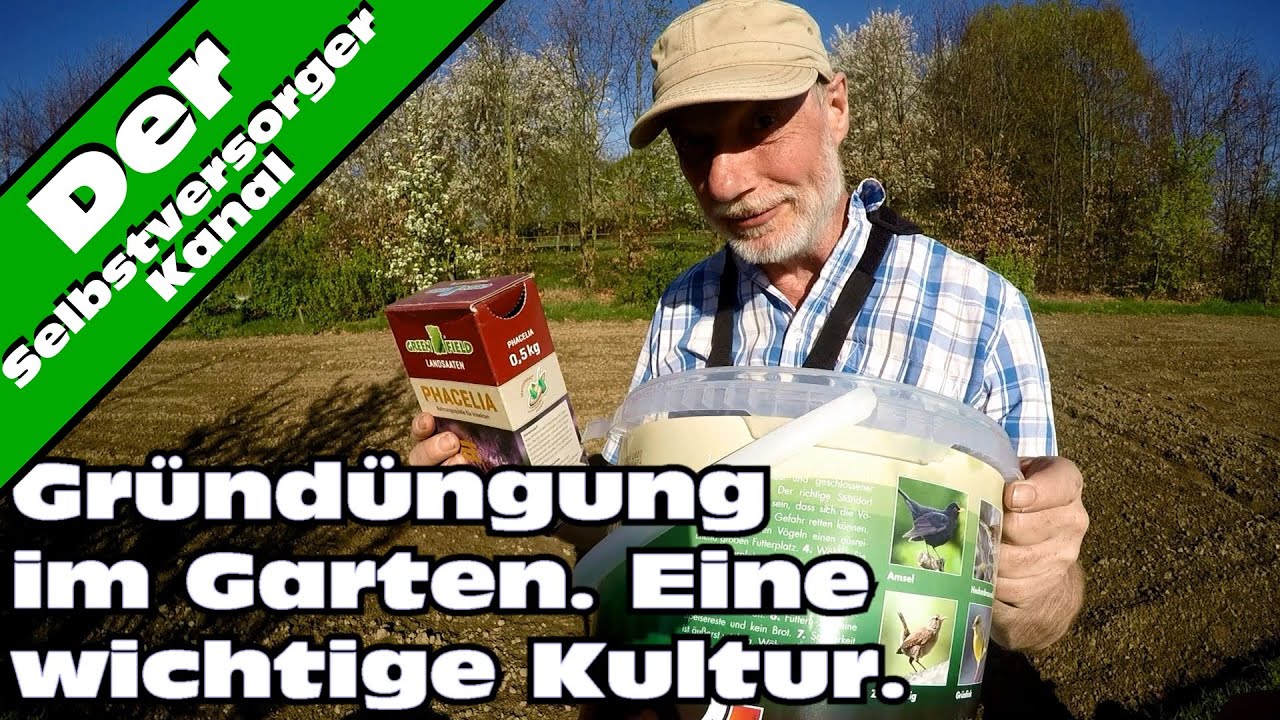 Gründüngung aussäen. Phacelia aus der 