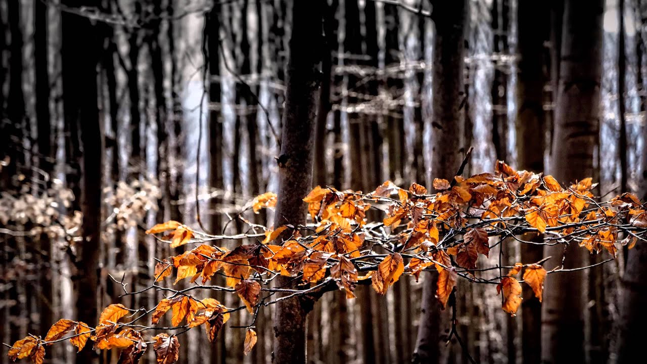 Olší foto krajina