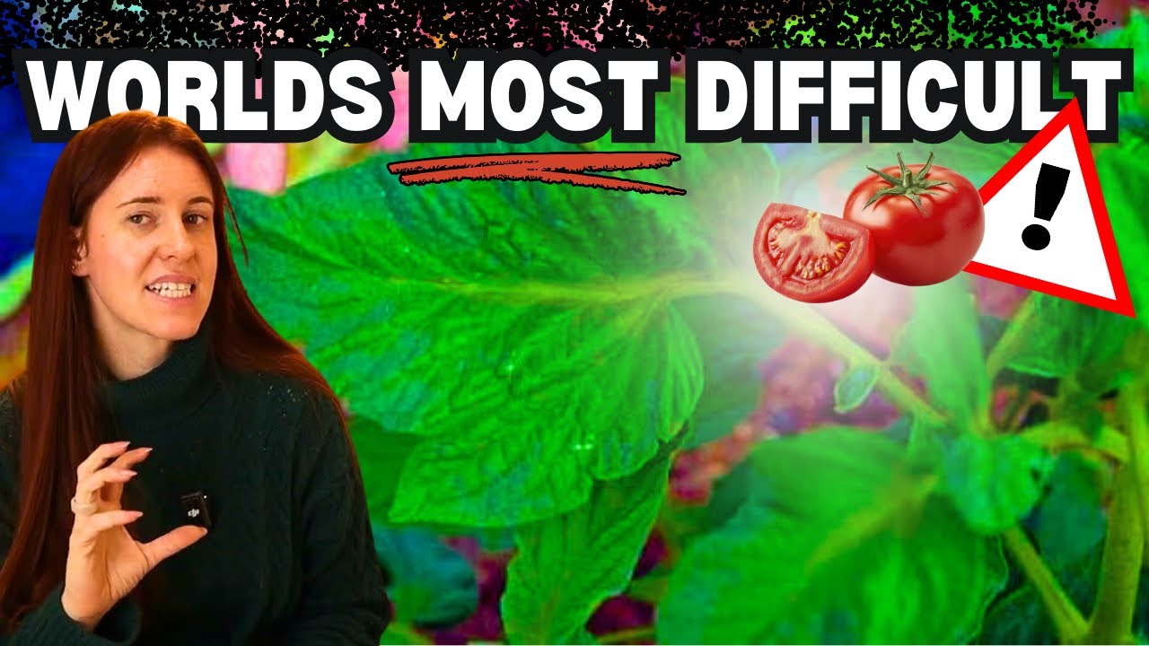 Why Potato Leaf Tomatoes Are Harder in Cold Climates