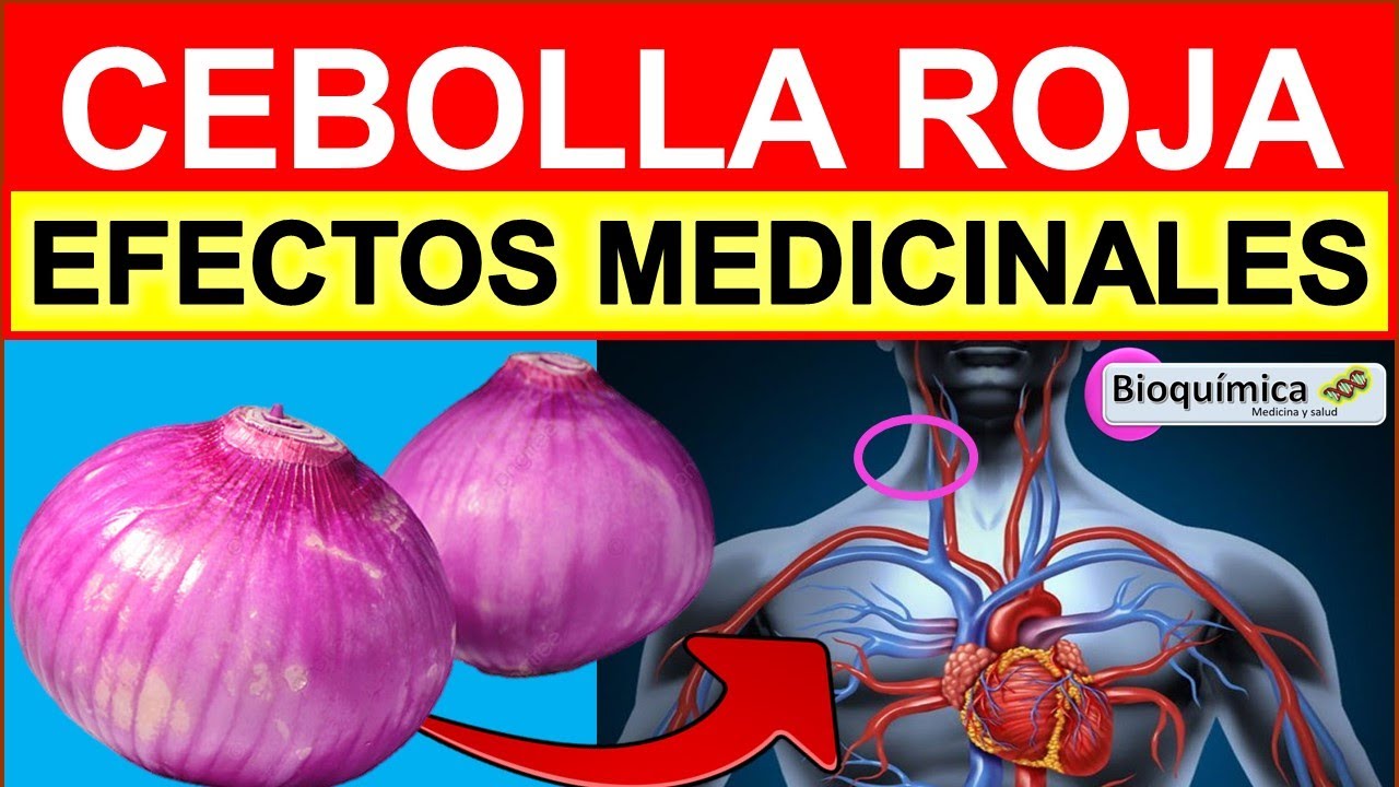 EFECTOS MEDICINALES DE LA CEBOLLA