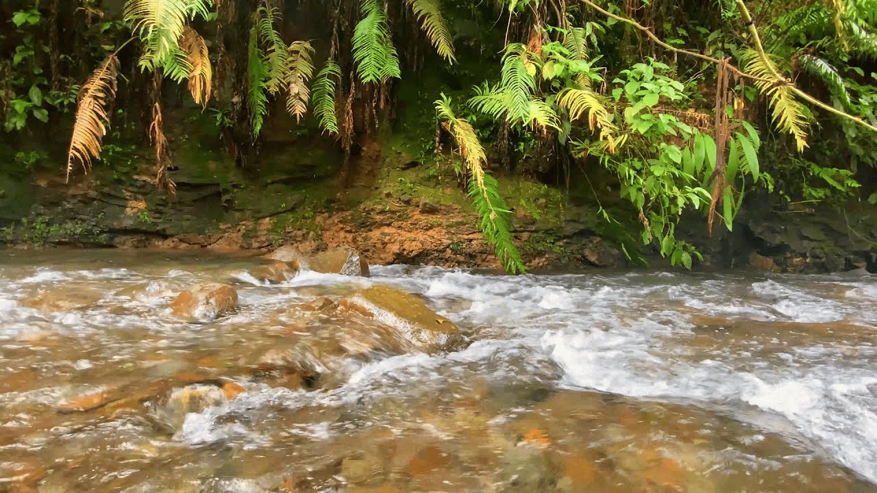 3 Hours River ASMR for Deep Sleep 😴 Peaceful Stream Sounds (No Music)