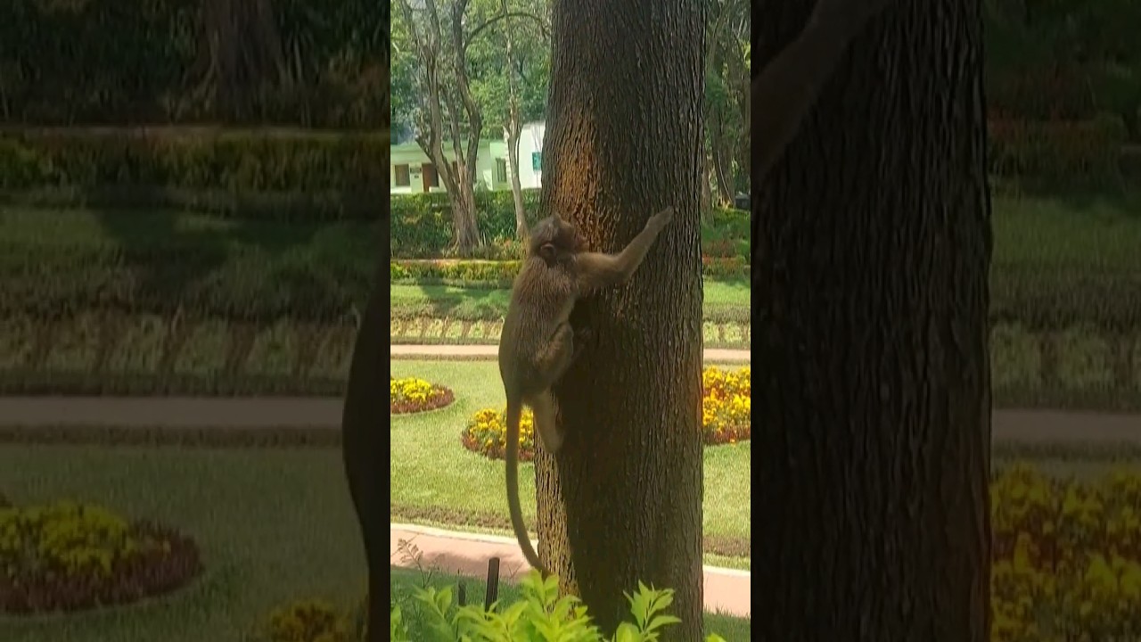 Monkey Climbing On The Tree Video #shortsfeed #trending #trendingshorts #shorts #wildanimal