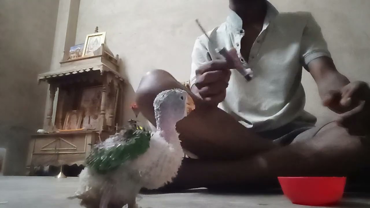 Chandana tiya Pakhi 🦜 viral video 🙂😘 #shortvideo #viral