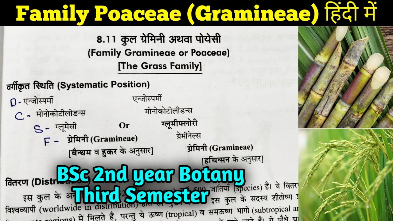 Family Poaceae in hindi || BSc 2nd year Botany third Semester