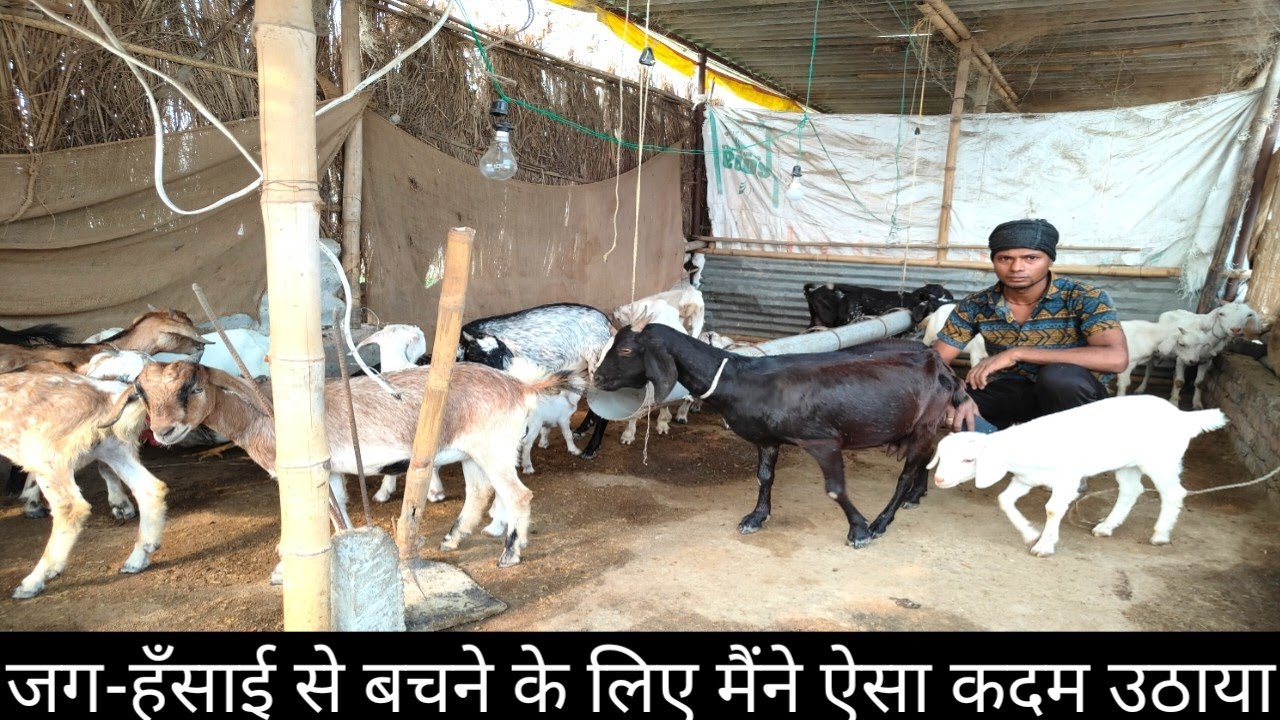जग-हँसाई से बचने के लिए बकरी फार्म के साथ शुरू किया ये  | Goat Farming