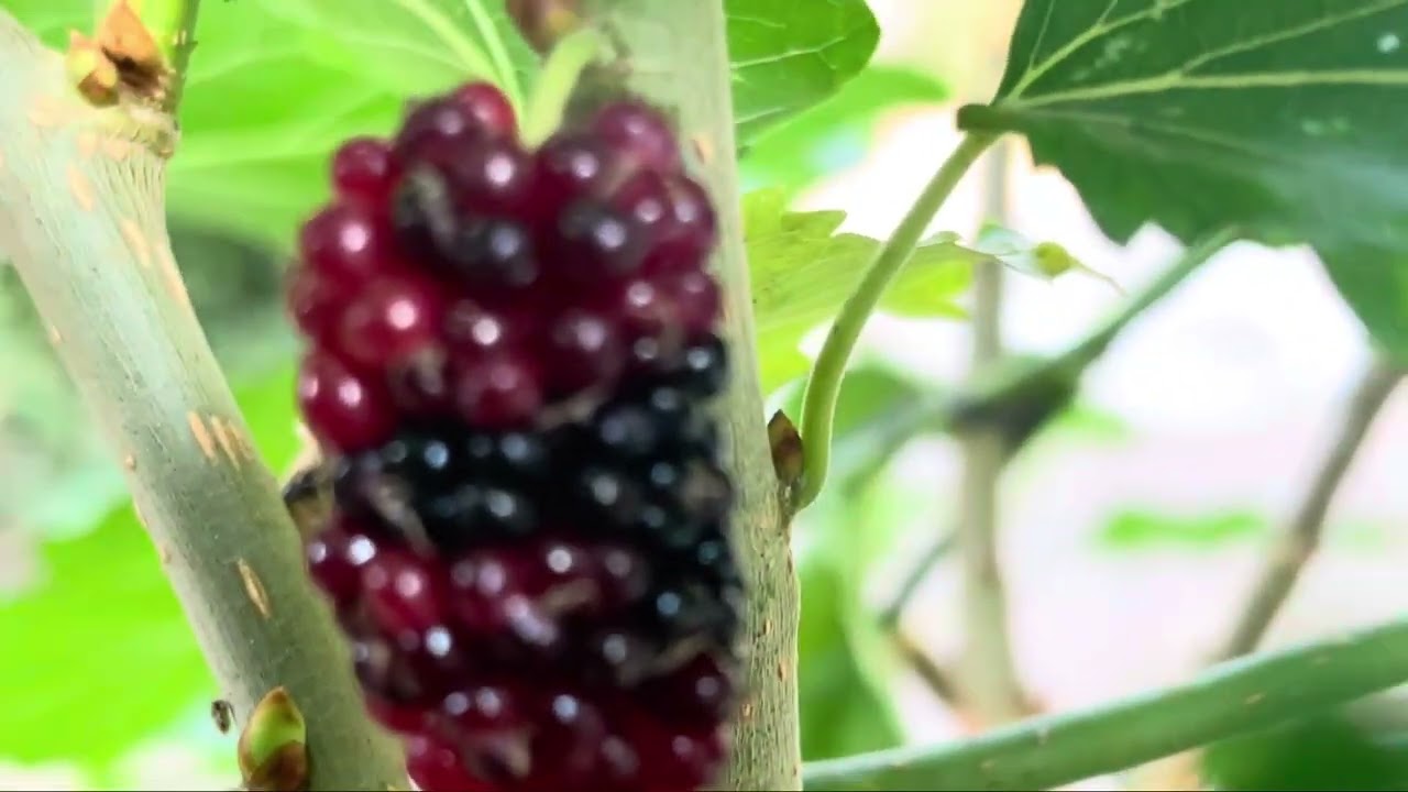 Mulberries, The Small Fruit With Sweet And Sour Taste