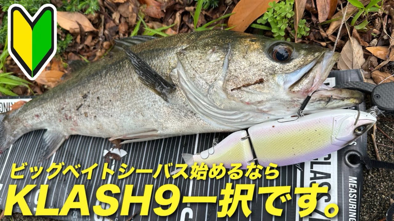 この秋ビッグベイトシーバスを始める方へ