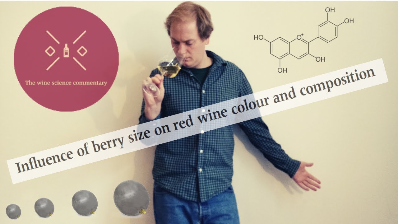 The impact of small berries in winemaking - does berry size matter? How to boost wine quality!