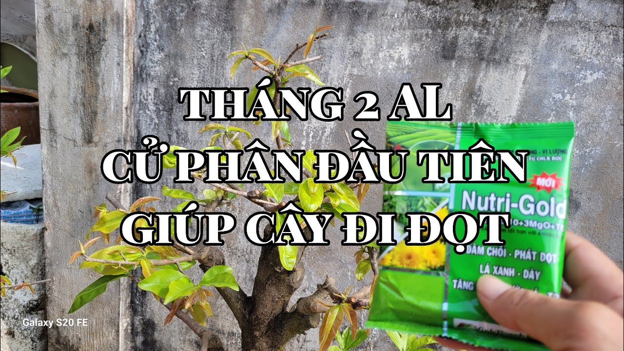 Lần NPK đầu tiên giúp cây đi đọt