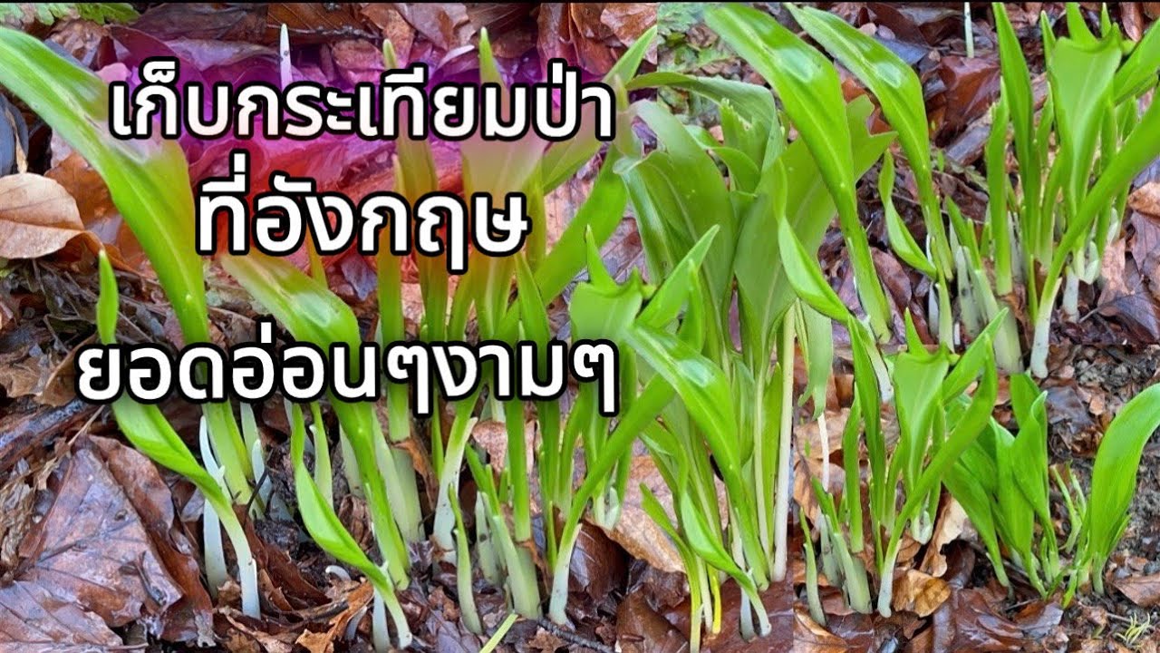 Ep2.มาเก็บกระเทียมป่า#เก็บกระเทียมป่าที่อังกฤษ#กำลังเกิดยอดอ่อนๆ#Picking#wild #garlic #In the UK🇬🇧