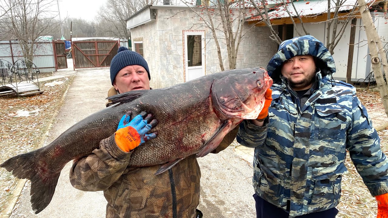 КРУПНЫЙ ЭКЗЕМПЛЯР ! ШАШЛЫК ИЗ ДИКОГО ЛОБИКА И ПИРОГ ИЗ ИКРЫ #шашлык #рецепт #толстолобик