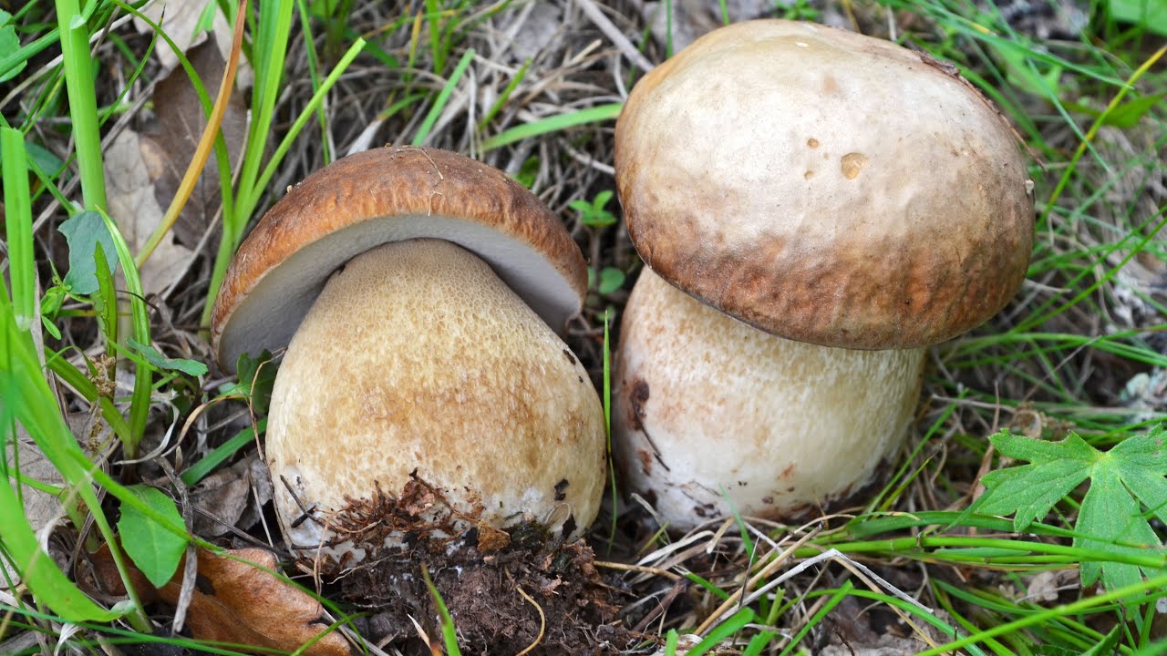Funghi porcini fra aprile e maggio: dove nascono?
