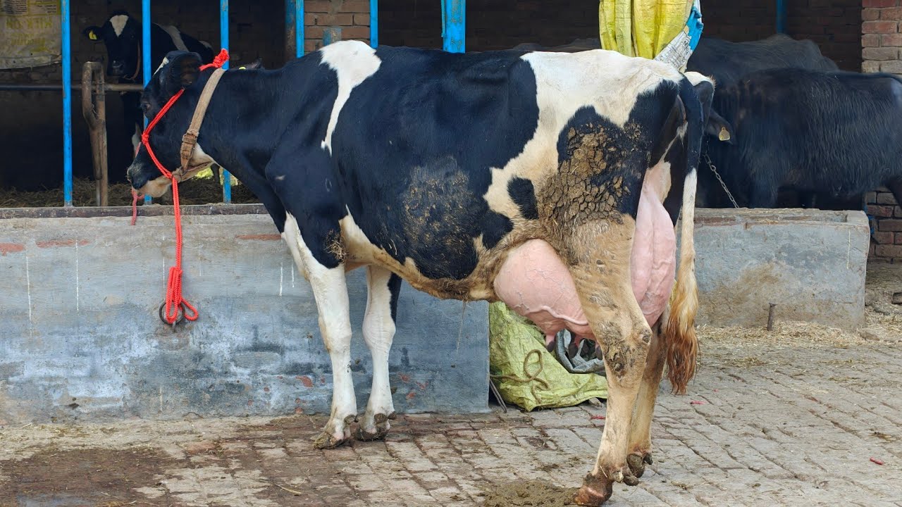 5 Cows for sale, 5 ਗਾਵਾਂ ਵਿਕਾਊ 
