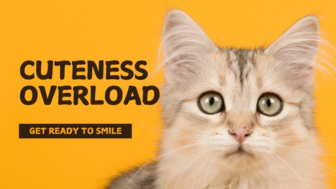 Real cat videos | real cat voice | real cats | real cat meme | real cat meow meow | cat funny video