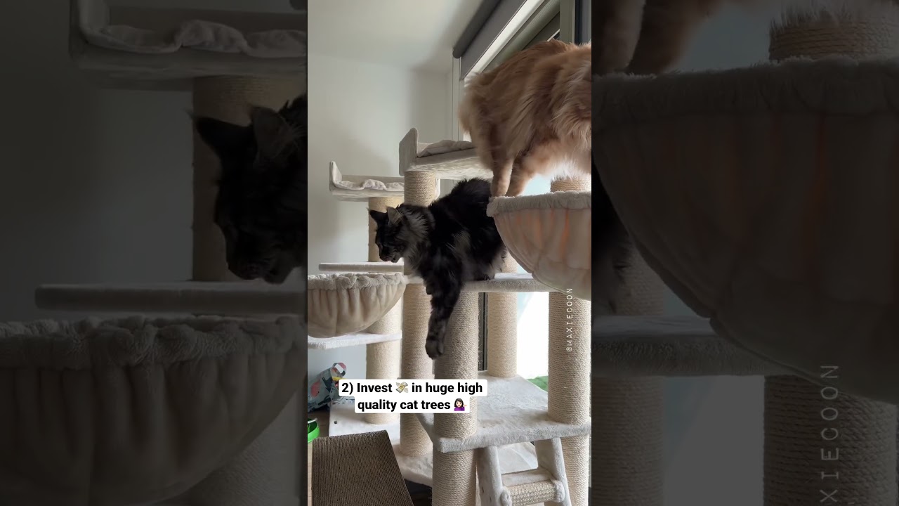5 Tips for new Maine Coon Owners💡Be prepared ✨#catfacts #mainecoons #lifewithcats #catmom