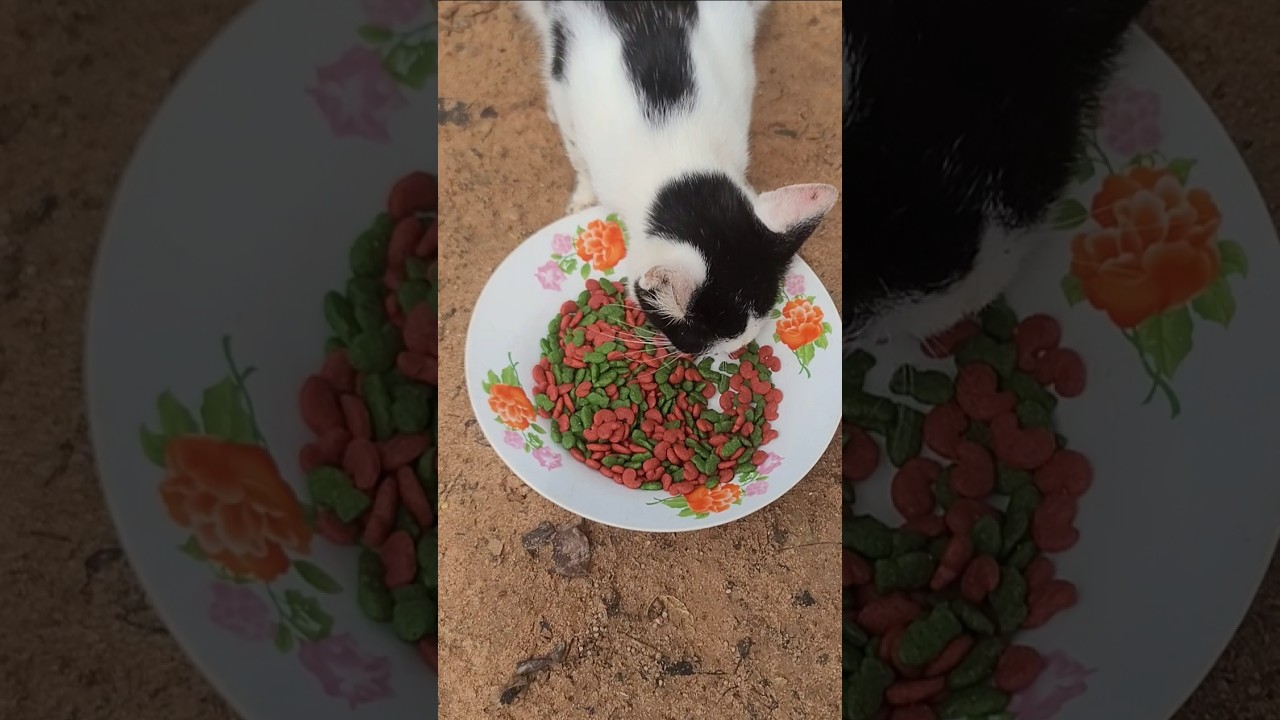 Спокойный ритуал приёма пищи с Nature&rsquo;s Melody 🌿🐾✨ #моментылапыикопыта #кошка #мило