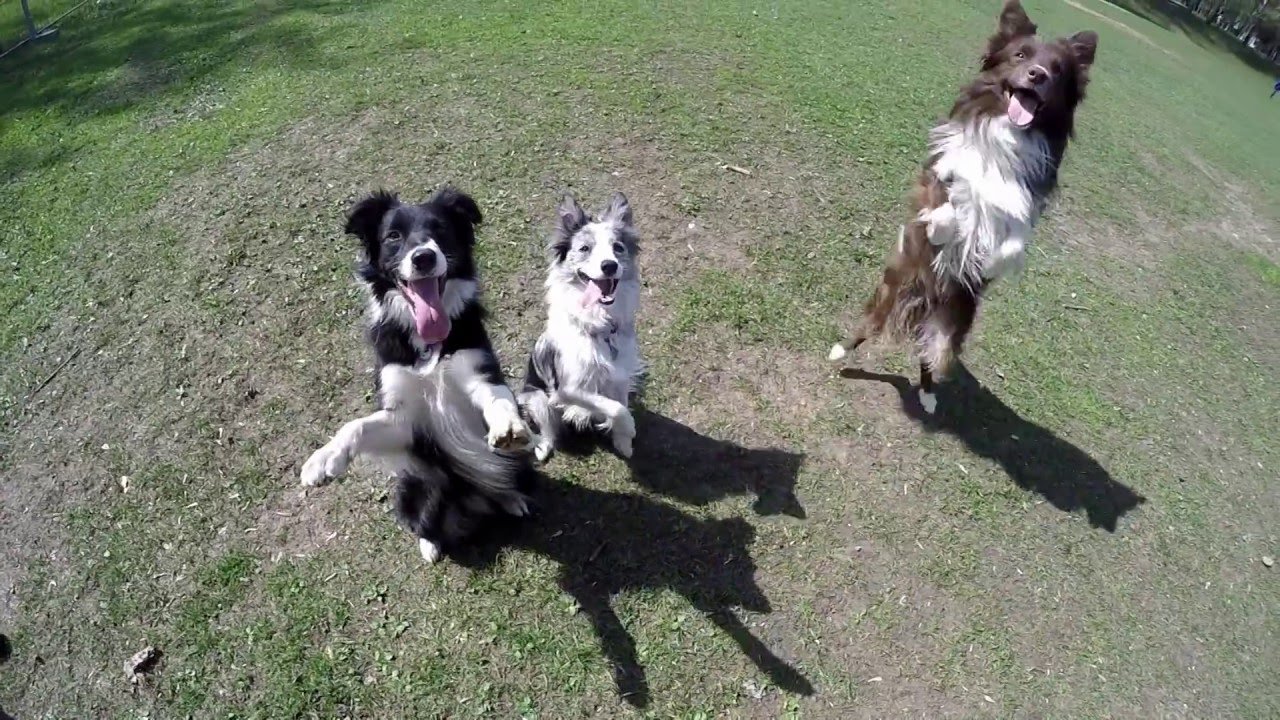 Бордер колли Веник, Ру и Лика против GoPro
