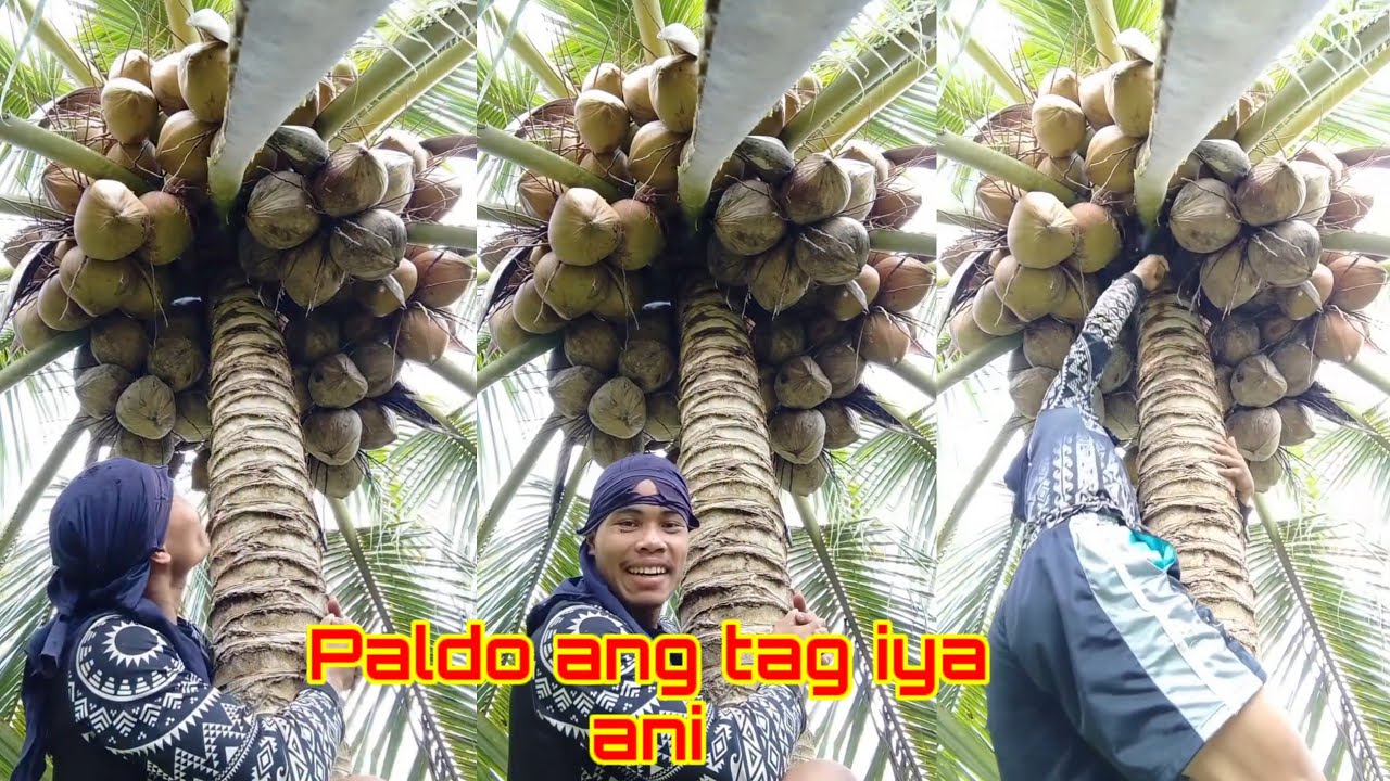 Paldo gyod kaayo ni mga idol dagko pagyod kaayo🌴🥥