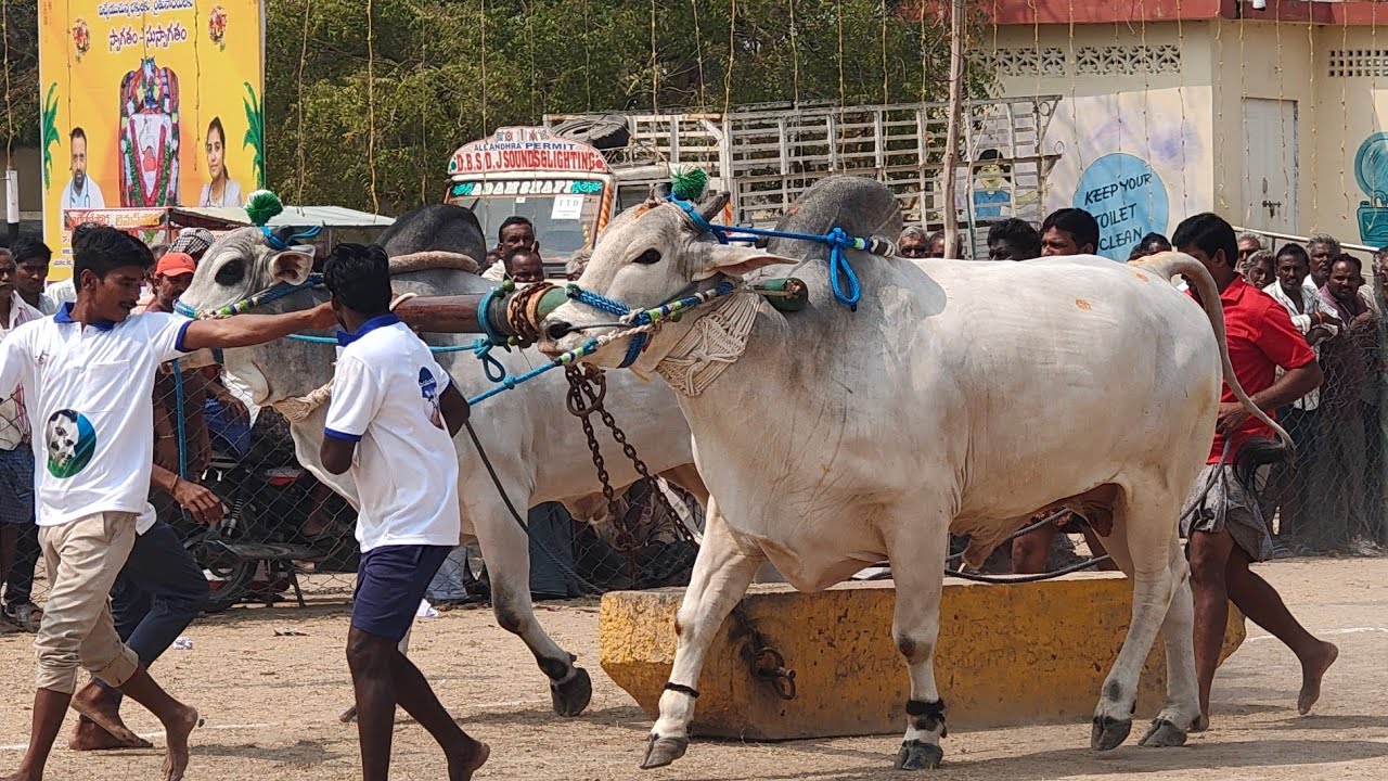 ఆకుల గణపవరం న్యూ కేటగిరి 9 వ జత GMR BULLS & మోదుగుల రామిరెడ్డి గారు (చిరుత రాముడు)