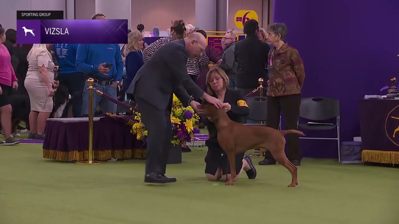 Vizslas | Breed Judging 2026