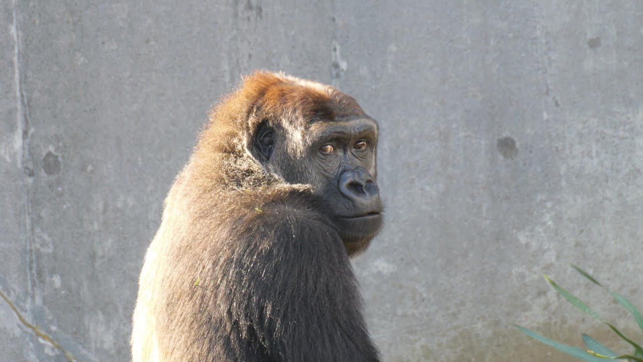見返りモモカ　類人猿たちを置物としか考えていない千葉市動物公園　ゴリラ・チンパンジー　202601