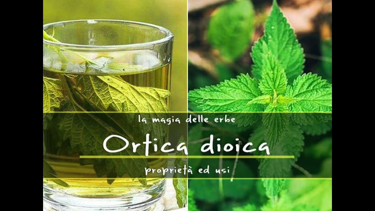 Propriet&agrave; e benefici dell'Ortica