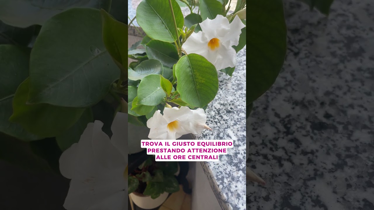 Come curare la dipladenia #dipladenia #flowers #plants #gardening #viralvideo #shorts #viralshorts