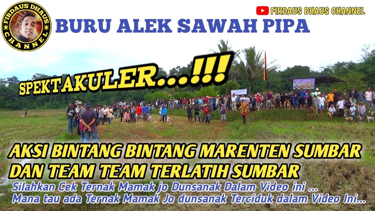 SPEKTAKULER...!!! BERBURU MARENTEN DI SAWAH PIPA DENGAN ANJING ANJING TERLATIH