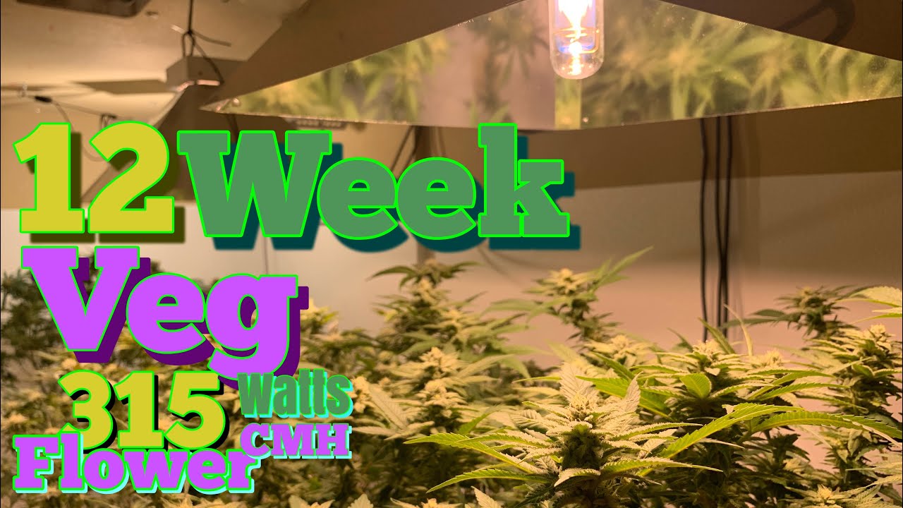 FLOWERING MY CANNABIS MOTHER PLANTS