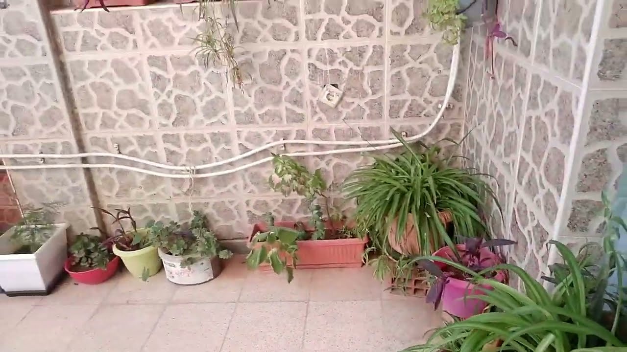 جولة في حوش دارنا