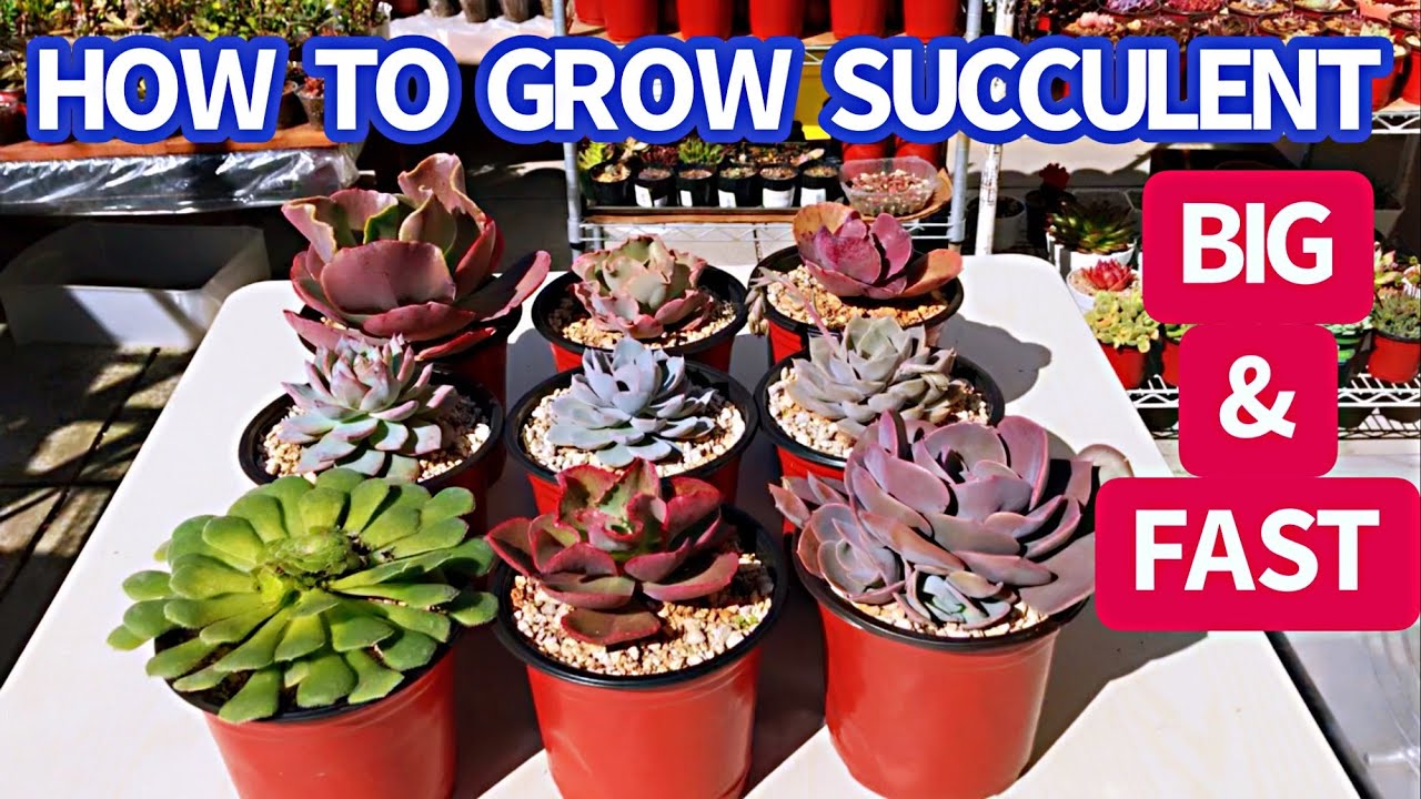 #360 HOW TO GROW BIG SUCCULENT | REPOTTING FOR NEW SUCCULENTS | LÀM SAO ĐỂ SEN ĐÁ LỚN NHANH VÀ TO