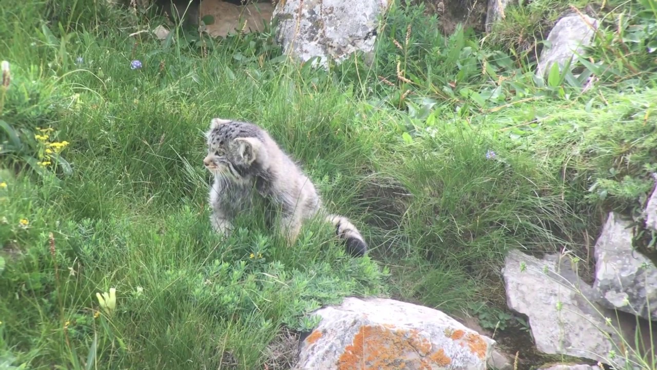 Pallas's Cats