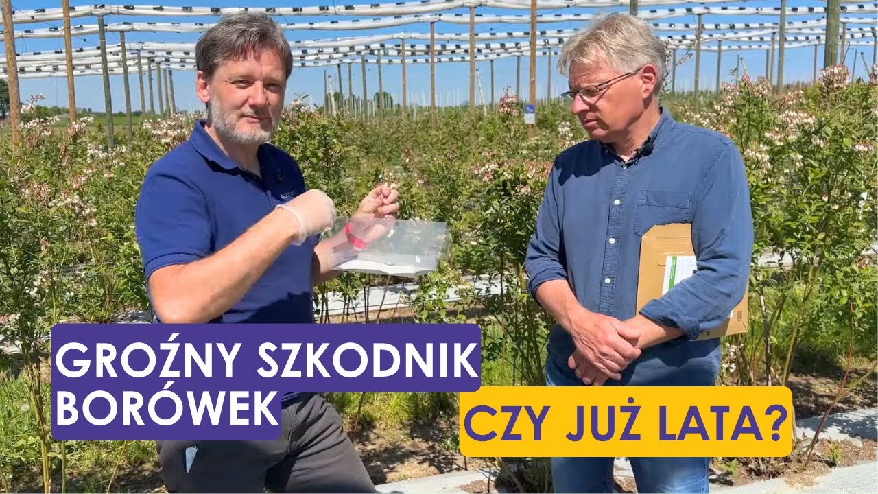 Groźny szkodnik borówek - czy już lata? Nowe pułapki w projekcie Borówkowe Factory