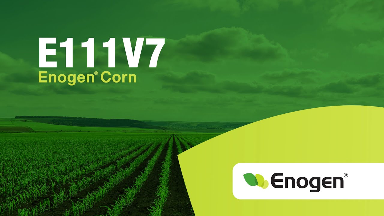 Choose NK Seeds E111V7 for strong roots and stalks