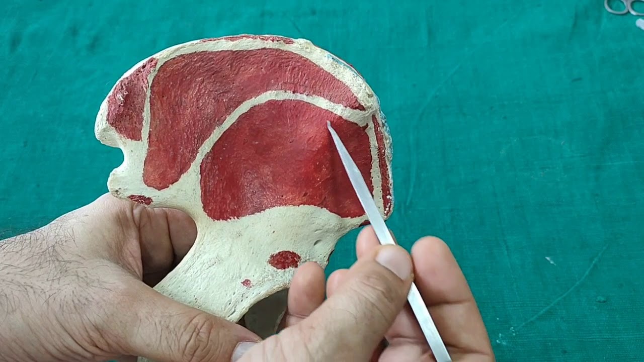 Osteology of Hip bone Part 1