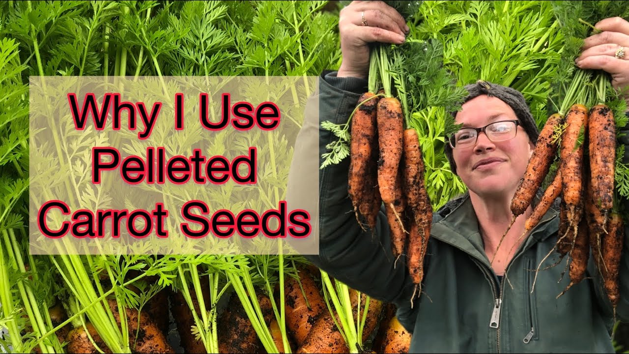 Why I Use Pelleted Carrot Seeds and Why I will Never Go Back | Little Roots Ranch | PNW Zone 8b