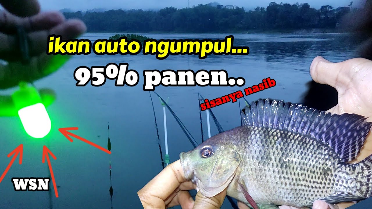 SAYA BONGKAR‼️CARA MANCING NILA MALAM HARI...! MANCING NGANTANG