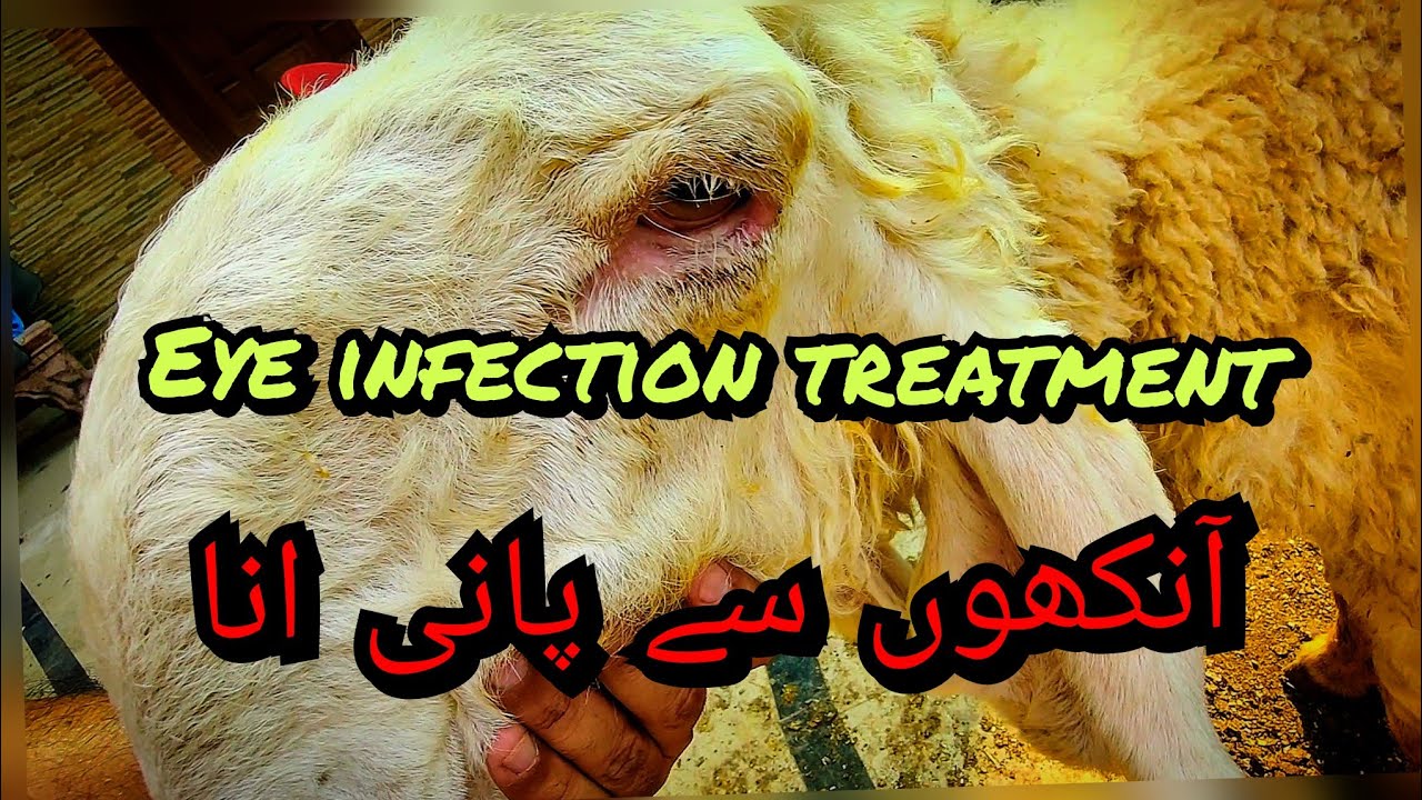 Bakry ki ankhen se pani ata ha kya karen? goat eye infection #sheep #goat #bakra #eye infection