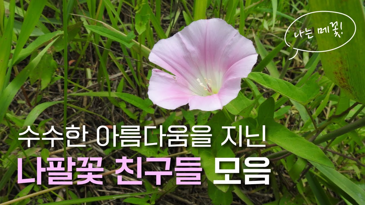 EP.21 | 메꽃과(나팔꽃) 친구들 모음