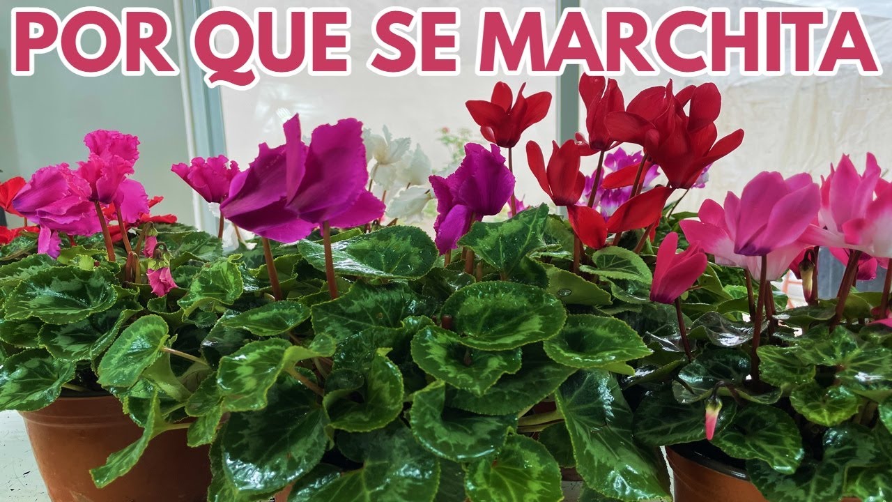 cyclamen marchito razones chuyito jardinero