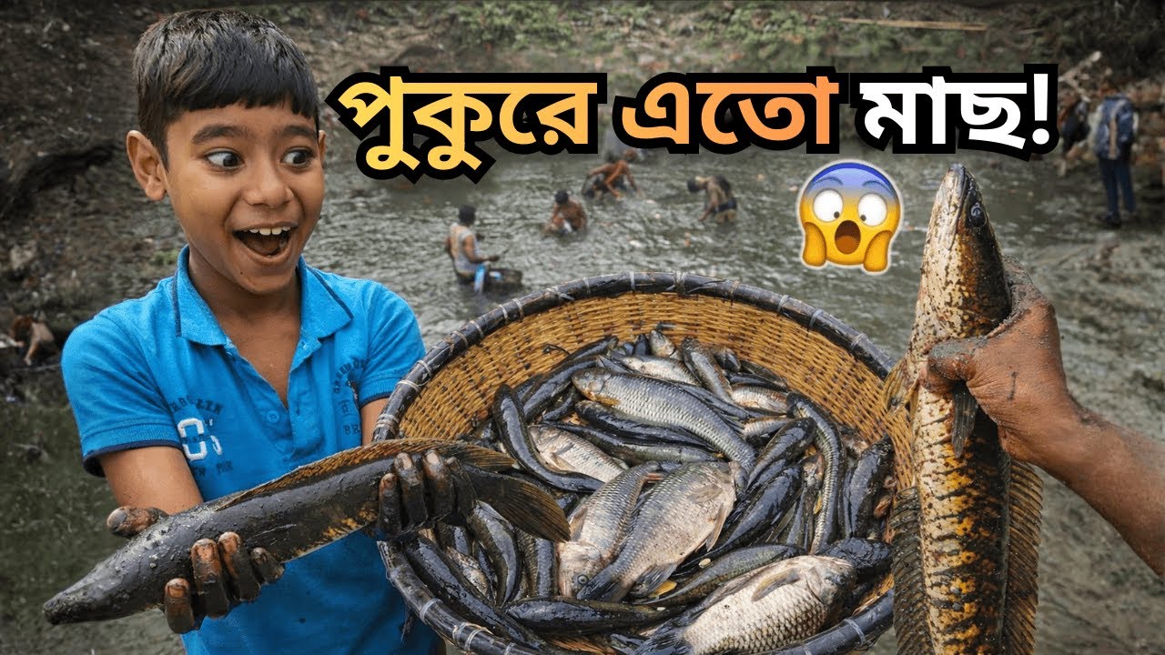 গ্রামের পুকুর সেচে মাছ ধরার অসাধারণ দৃশ্য! যেন মাছের মেলা।